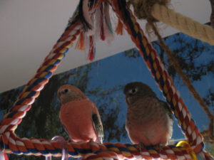 Bonny und Spocky in Triangel