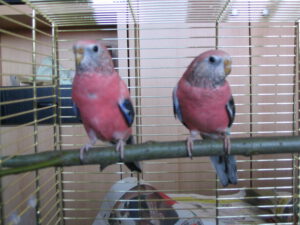 Bonny+Falco0005
