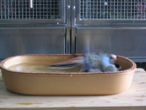 Bourkes Badespaß 0005