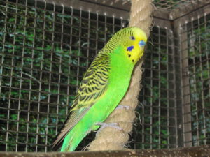 Budgie 0002