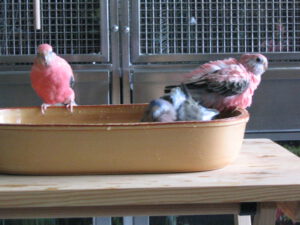 Fancy, Spocky und Bonny beim baden 0006