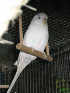 Flocke 0001
