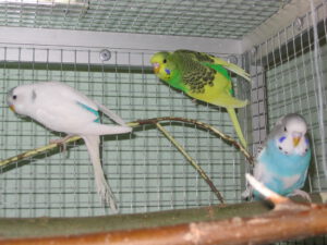 Flocke + Ronny + Rufus 1