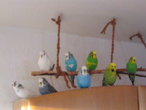 Flocke Ronny Rufus Budgie - Jane Maura Rocko Ricky 0005