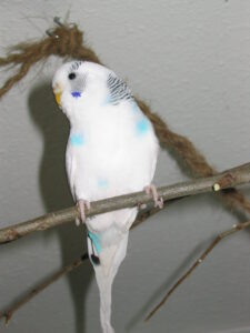 Jane 0003