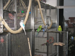 Jane Budgie Maura Ricky