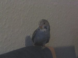 Julchen 0009