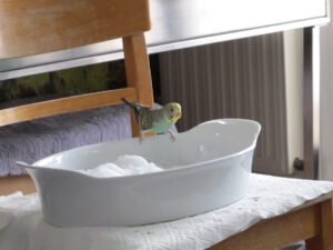 Lotti_probiert_Schnee_1262
