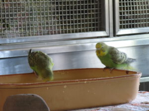 Moritzi und Max