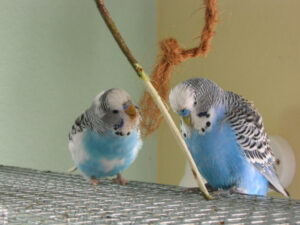 Rocko und Ronny