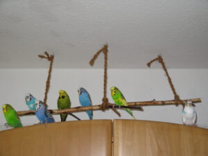 Ronny Ricky Rocko Rufus - Budgie Maura Jane_1047