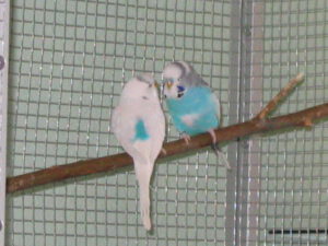 Ronny und Flocke 0001