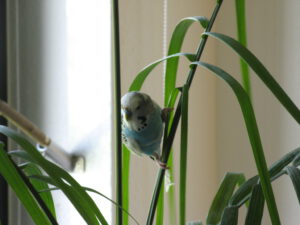 Ronny_in_Palme_1549
