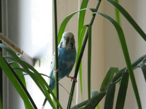 Ronny_in_Palme_1551