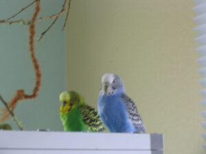 Rosi und Rudi