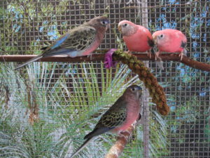 Spocky, Bonny, Fancy und Sunny  0003