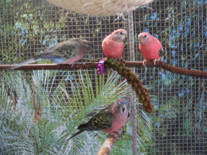 Spocky, Bonny, Fancy und Sunny  0008