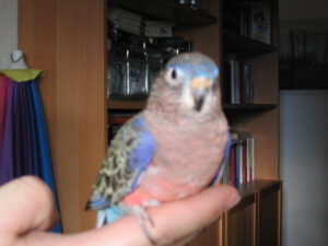 Spocky auf Hand 0011