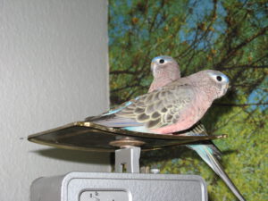 Spocky und Sunny auf der Waage 0001