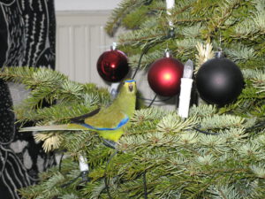 Theo im Weihnachtsbaum