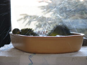 Thira und Theo 0009