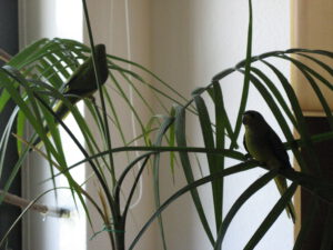 Thira_Theo_in_Palme_1565