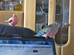 IMG_0458_1024
