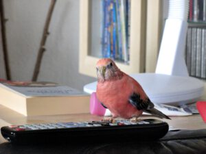 IMG_0519_1024