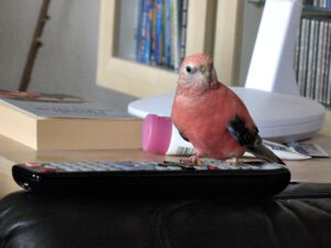 IMG_0521_1024