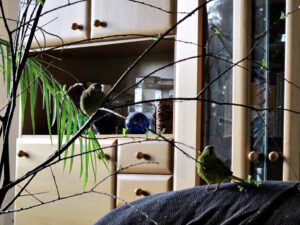 IMG_9268_1024