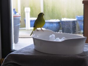 IMG_6660_1024