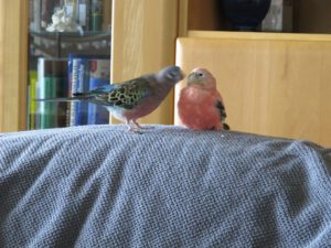 IMG_0331_1024