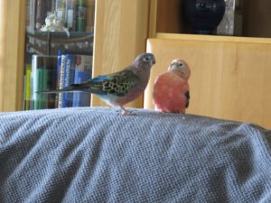 IMG_0333_1024