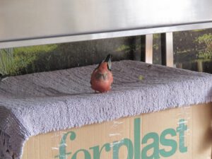 IMG_0336_1024