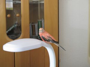 IMG_0385_1024