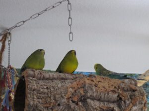 IMG_2748