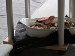 IMG_2781_1024