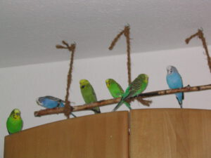 Rudi_Rosi_Ricky_Budgie_Buffy_Rocko_0001