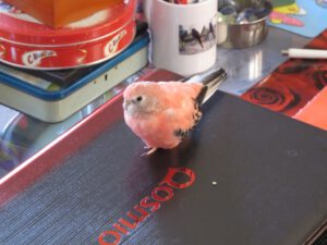 img_5855_1024